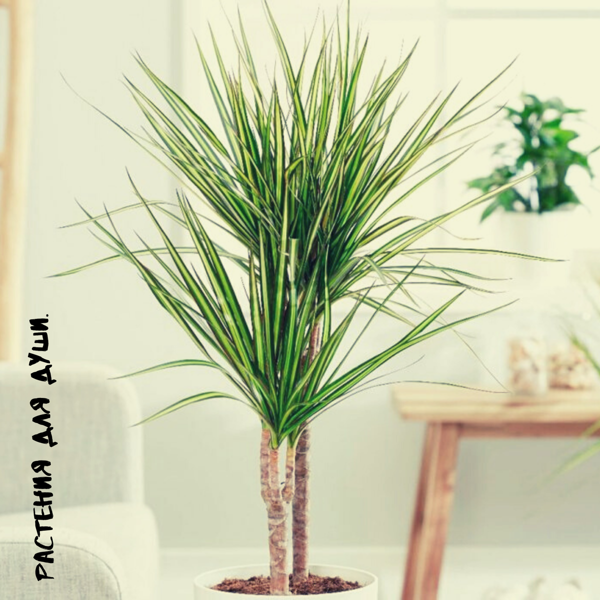 Dracaena