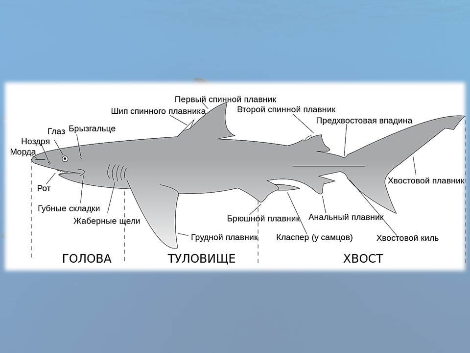 Большеголовая акула молот. Осевой скелет хрящевых рыб. Чего нет у акул. Хрящевые акулы представители. Есть ли у акулы плавательный пузырь.