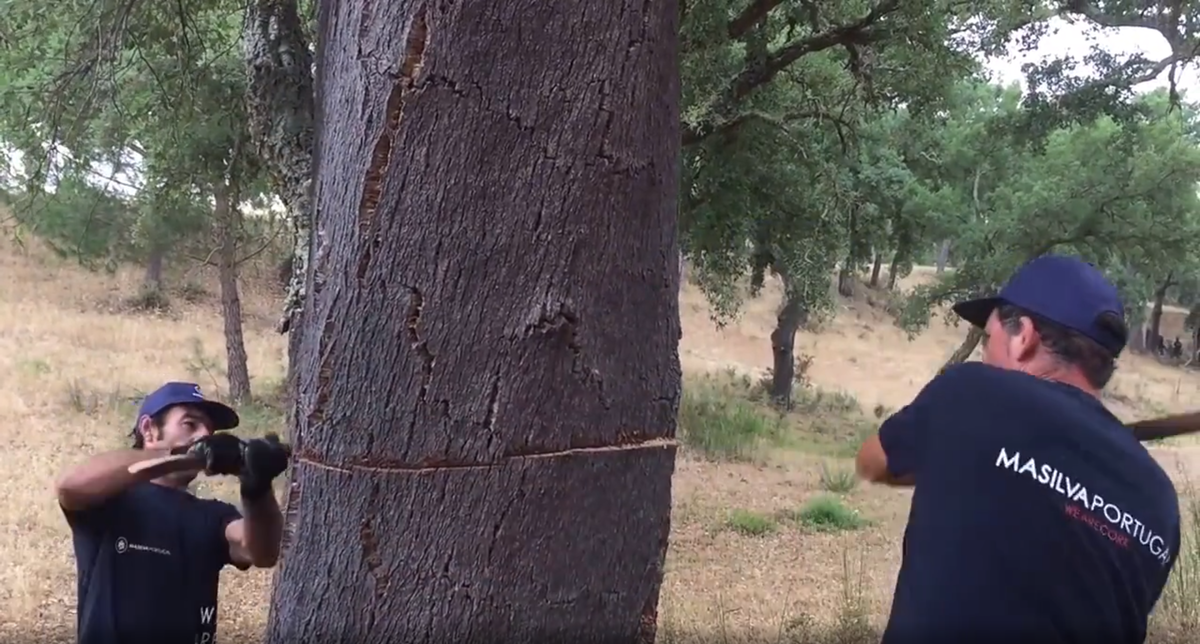 Главное в деле заготовки коры — правильный расчёт