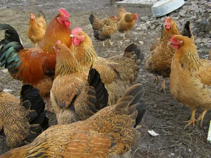 Кучинская юбилейная