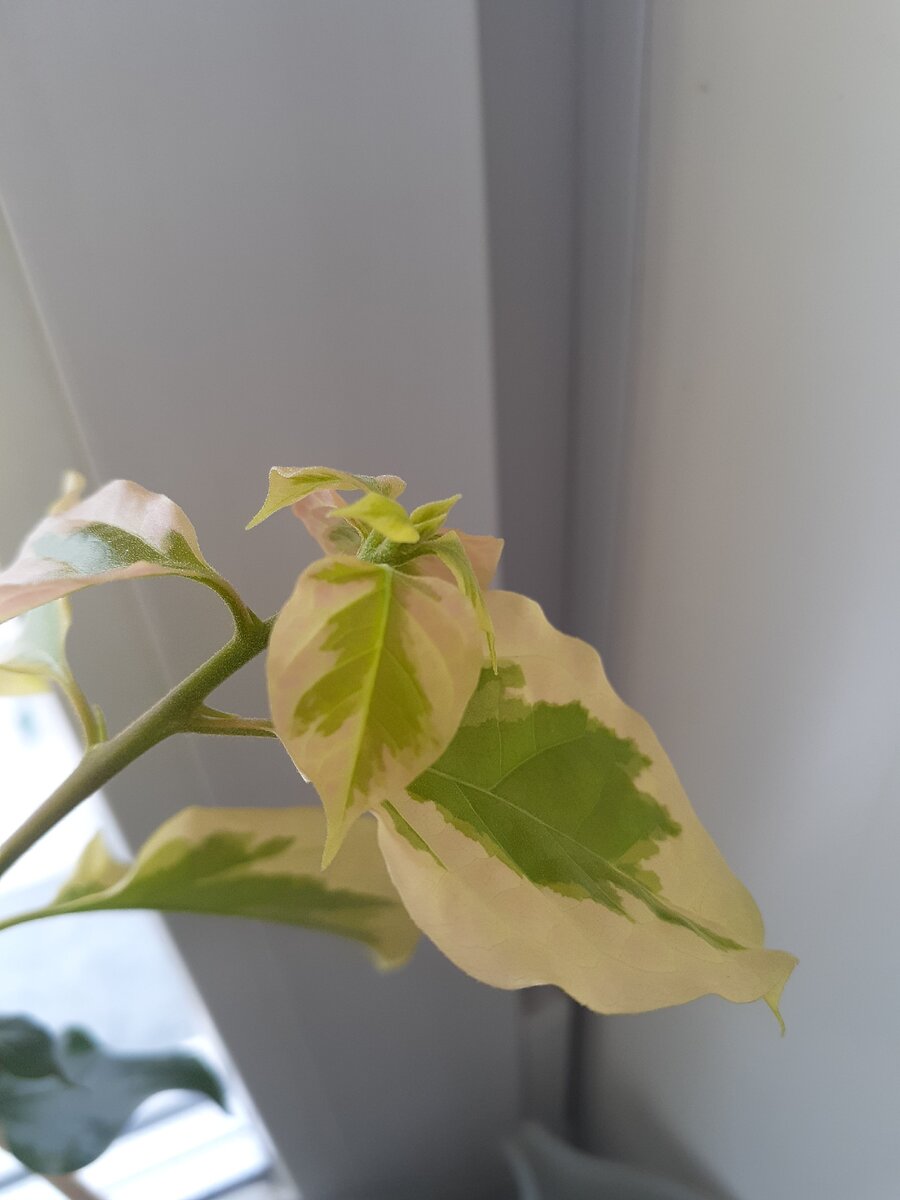 Молоденькие листочки бугенвиллии