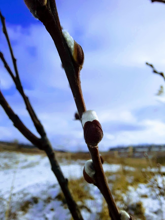 Хочу весну. У нас сегодня ветер до костей пробирал, еле догуляли...
