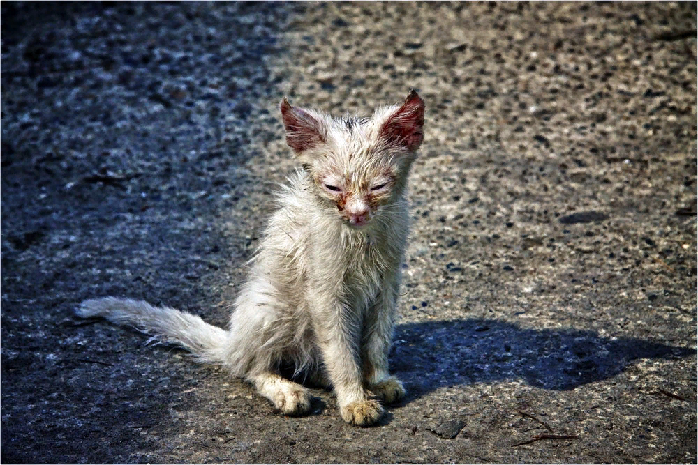 Сонник больной котенок. Бездомный кот. Бедные котята. Бедный котик.