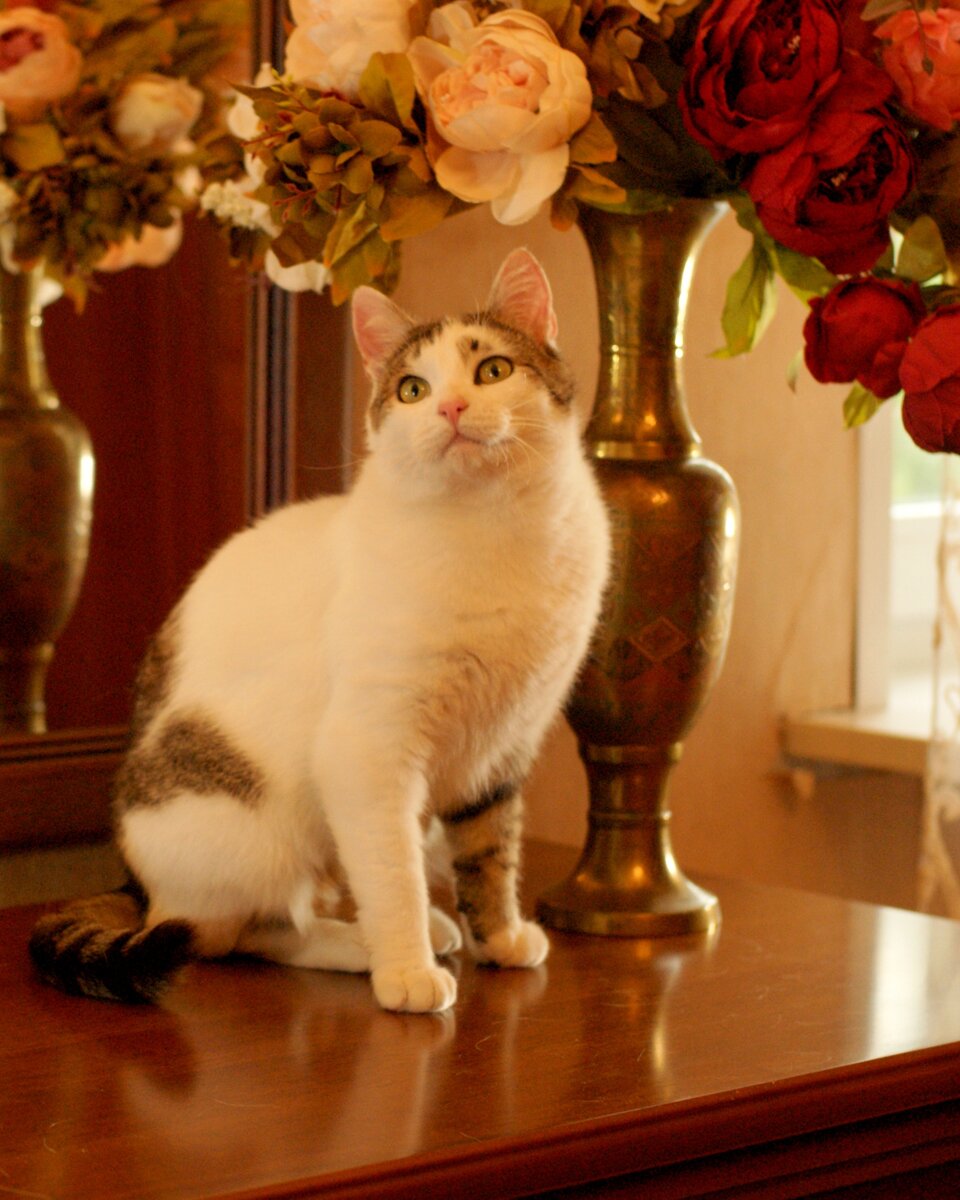 Treasuring cat. Treasuring cat