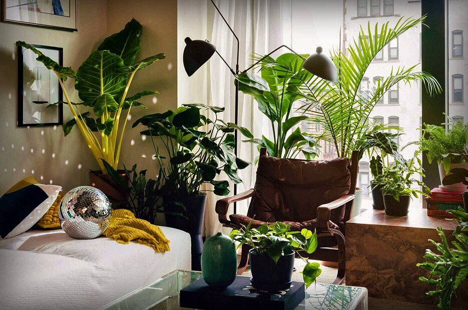 Как правильно расположить комнатные растения по Фэн - шуй
