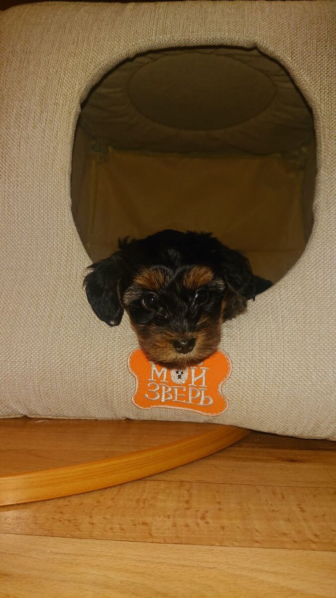 Первый день  дорки Эммануэль в нашем доме.