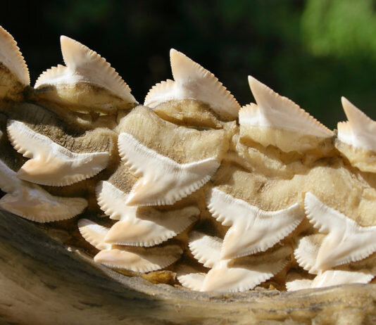 Акульи зубы. 