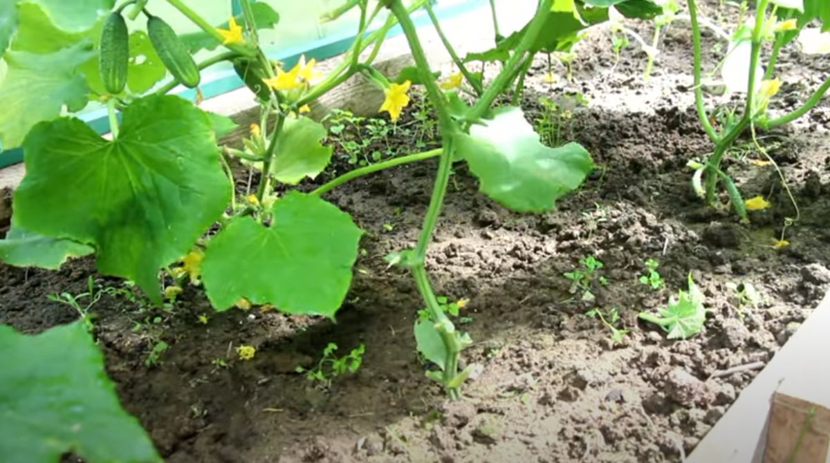 Огурец в теплице.