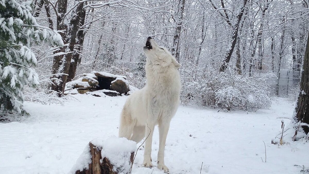 Белый волк в лесу зимой