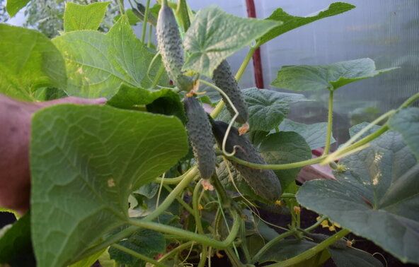 Огурцы активно продолжают расти