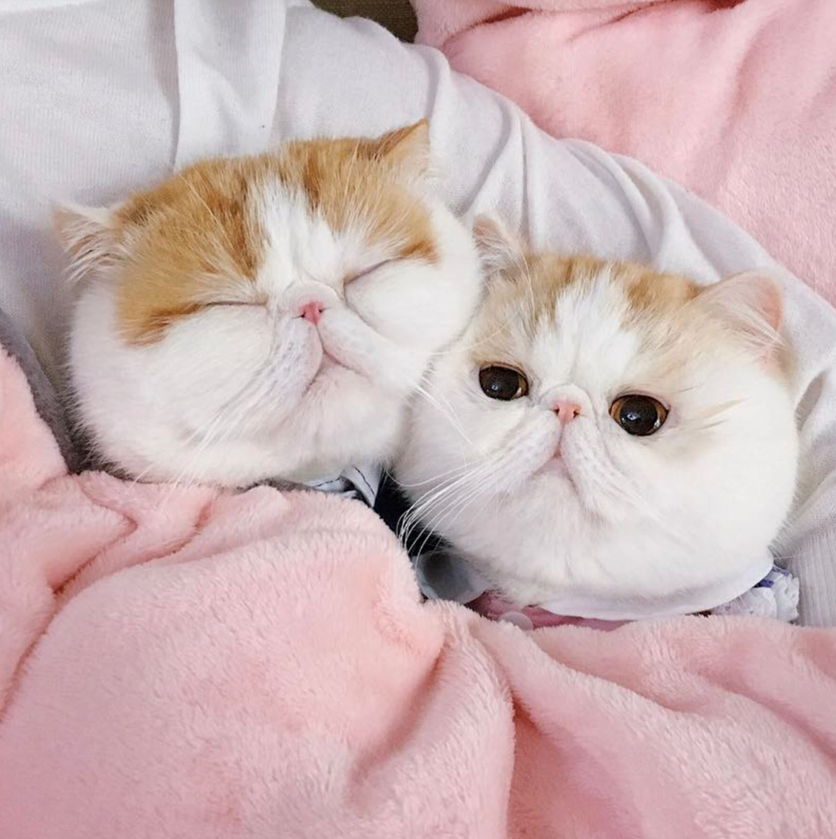 Котики