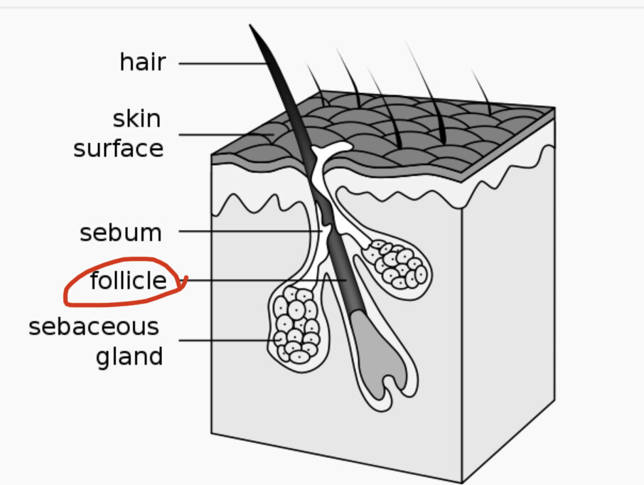 тот самый волосяной фолликул в луковице 
