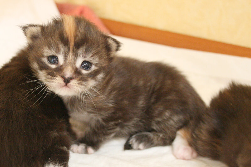 Кошечка мейн-кун в возрасте 2 недели