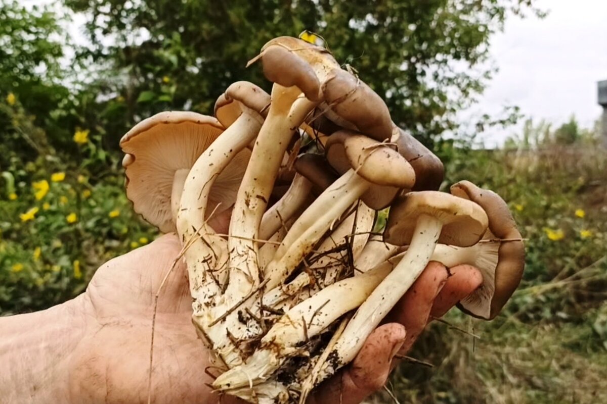 Рядовка сросшаяся, Leucocybe connata