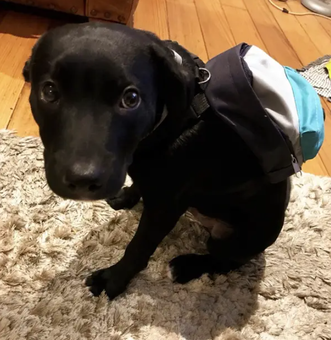 19 забавных. Зависть у животных фото. Юмор оценки животные. Смешной кот. 19 забавных.