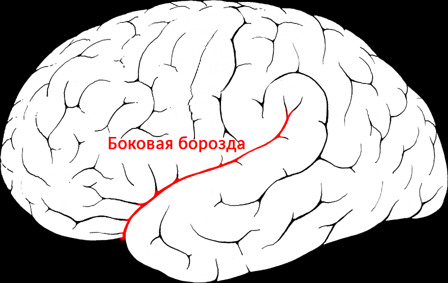 Изгиб извилина 5 букв. Латеральная сильвиева борозда. Боковая сильвиева борозда. Верхнелатеральная поверхность полушария большого мозга. Борозды ВЕРХНЕЛАТЕРАЛЬНОЙ поверхности головного мозга