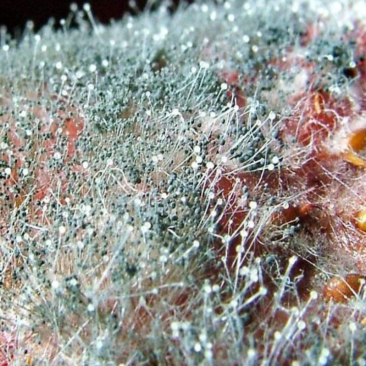 Зелёная плесень