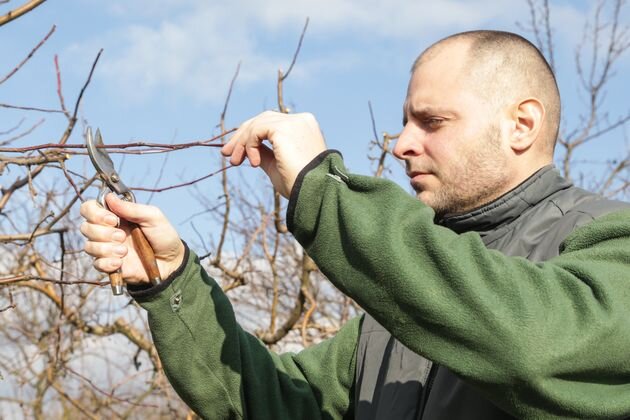 сроки весенней обрезки