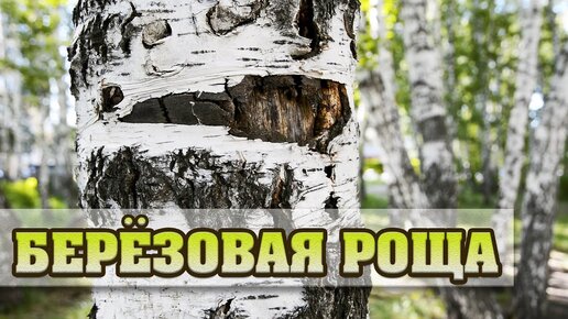 Березовая Роща | Лучшие рецепты | Дзен