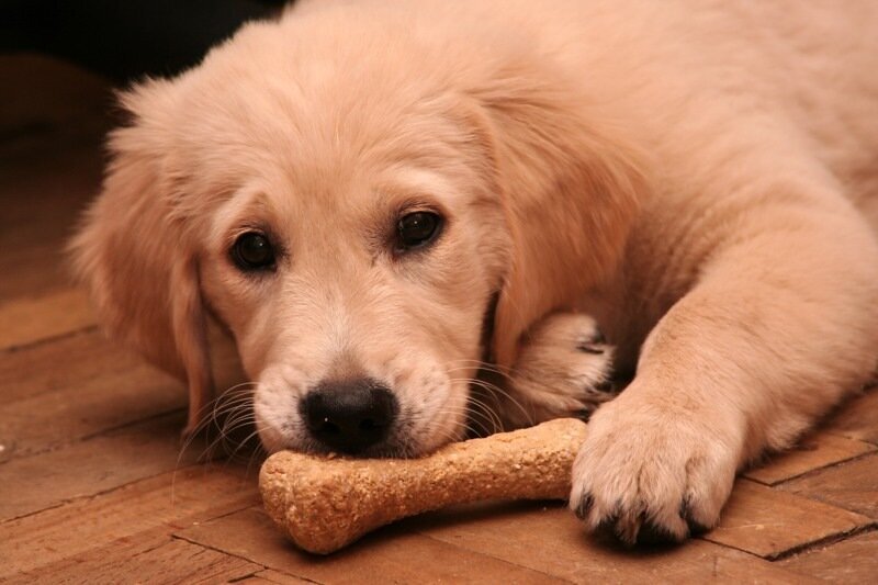 Золотистый пес сканворд. Купить золотистого ретривера щенка Крым.
