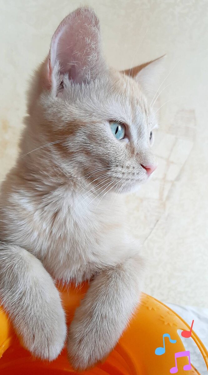 Аглая