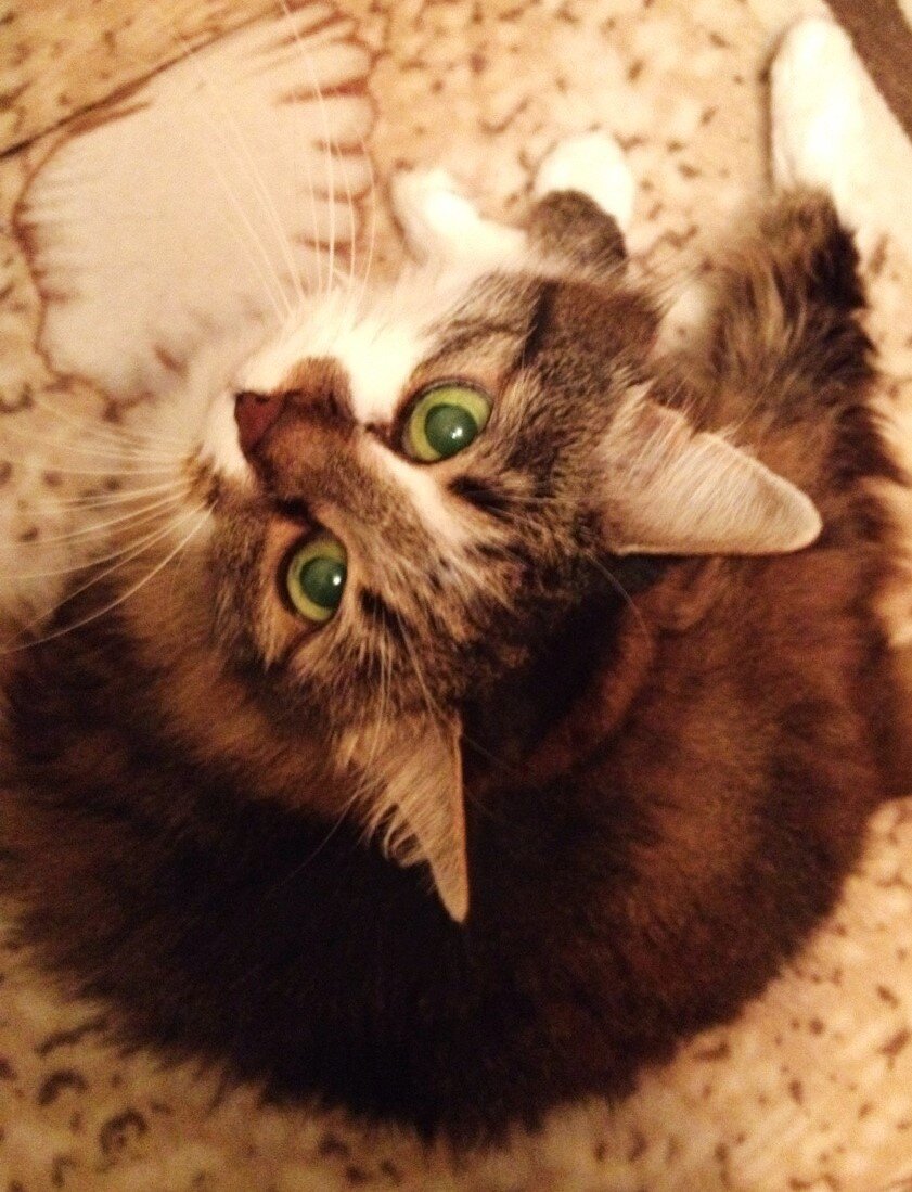 Домашняя любимица кошка Алиса