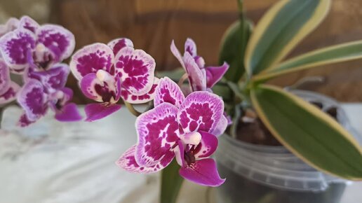 Орхидея chia e yenlin фото Фаленопсис 1,7 дюйма мох_бордовый_белый_коричнево-красный_1 купить по выгодным