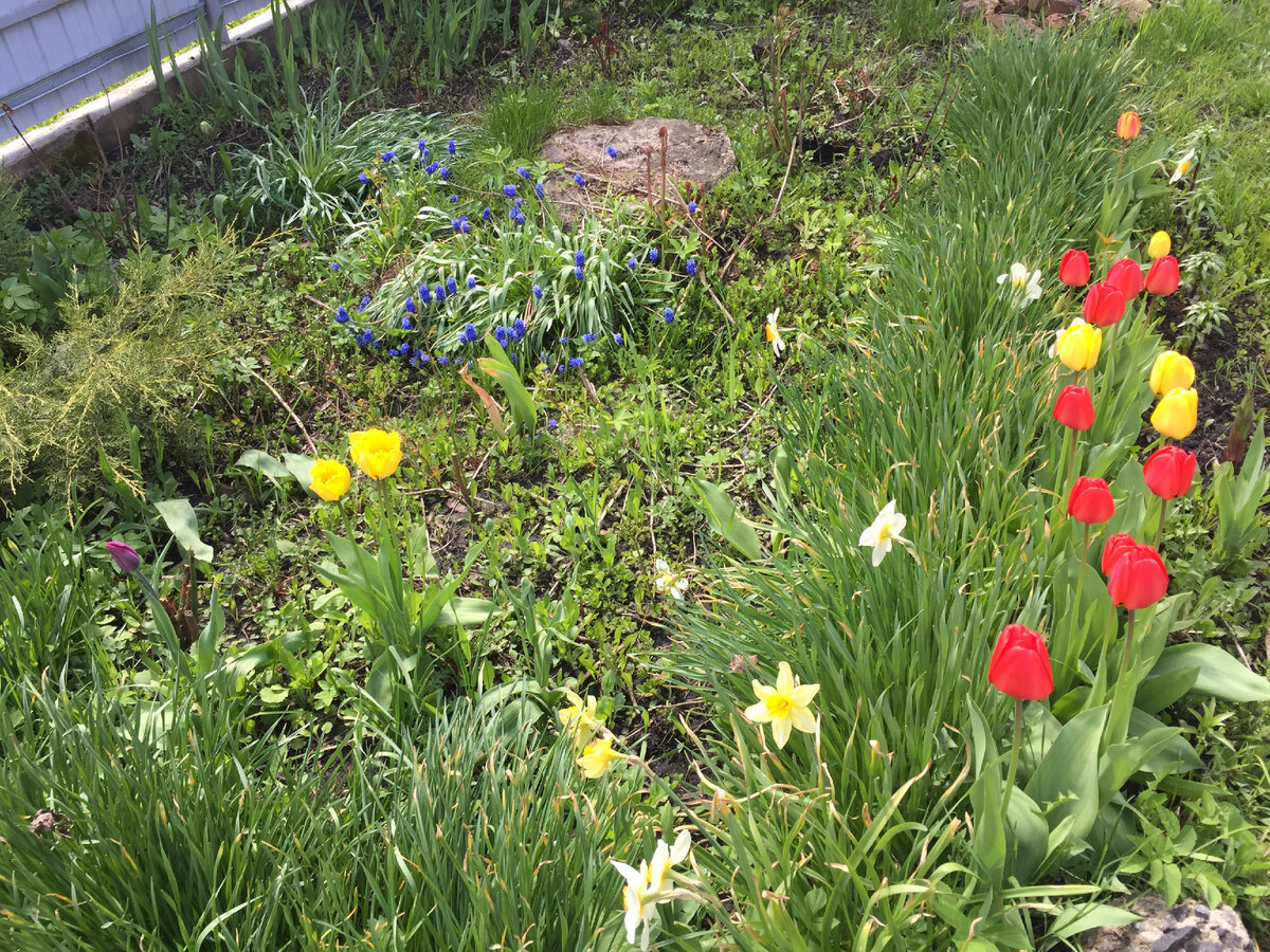 Клумба с другого ракурса