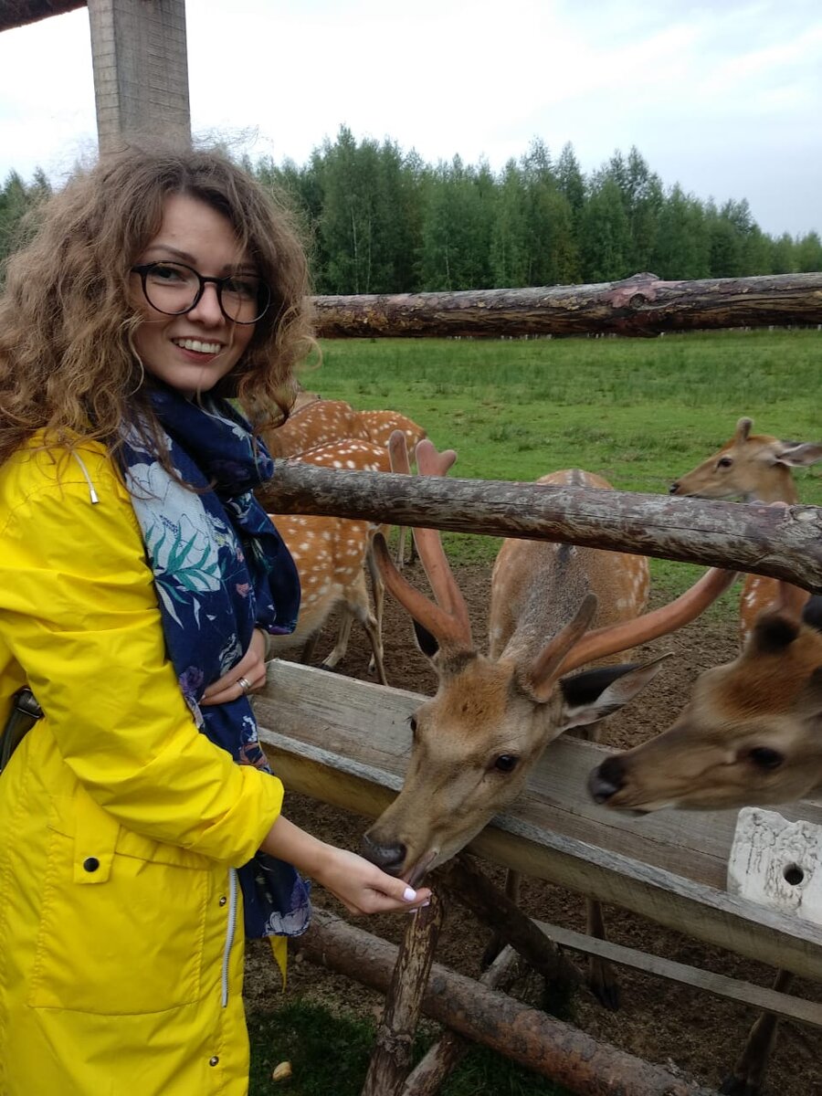 Вот так, во время экскурсии, можно покормить оленей