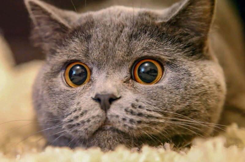 зрачок кошки. расширенные зрачки у котенка. расширенные зрачки у котенка. кошачий зрачок. отслоение сетчатки у кота.