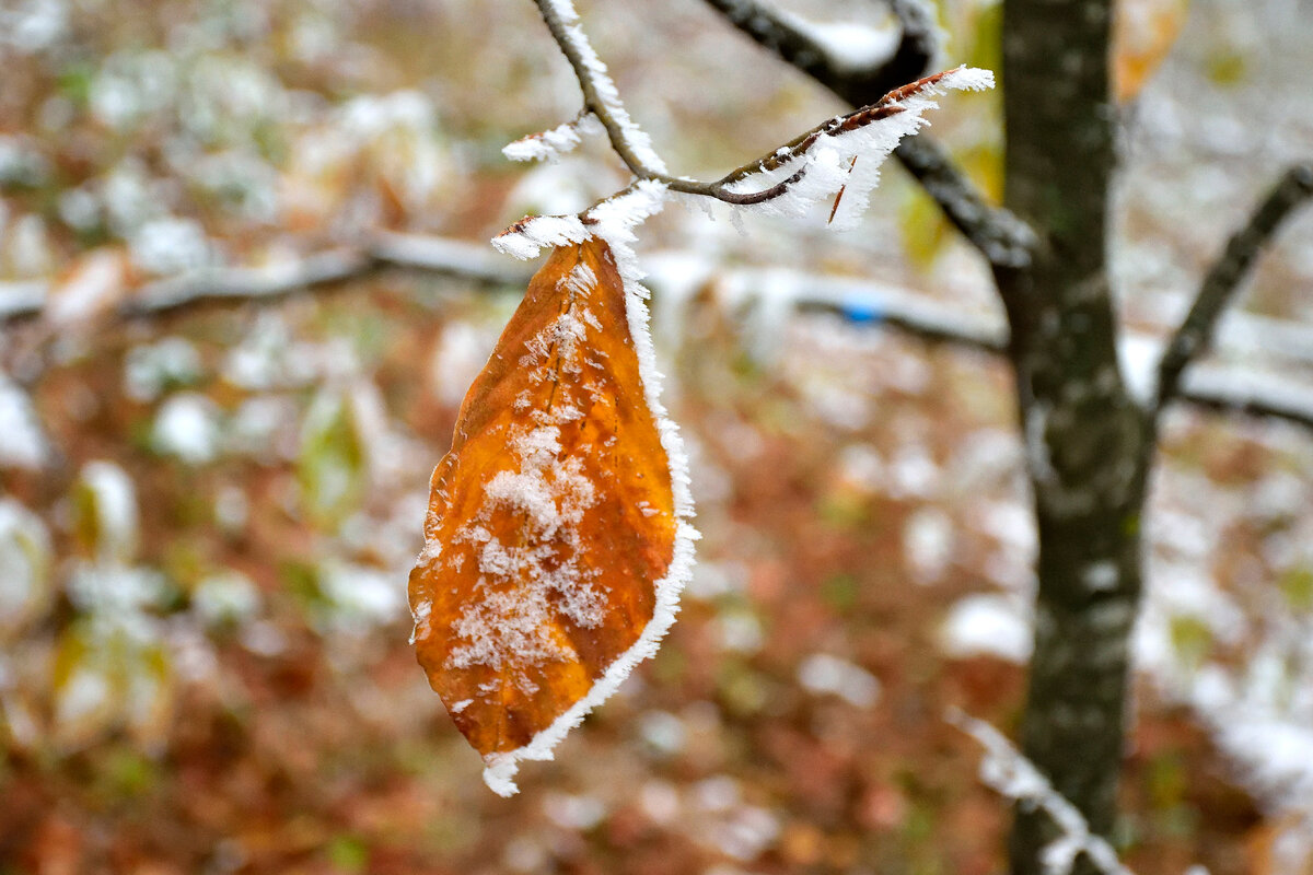 Поздняя осень