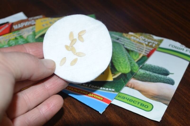 Семена огурцов.