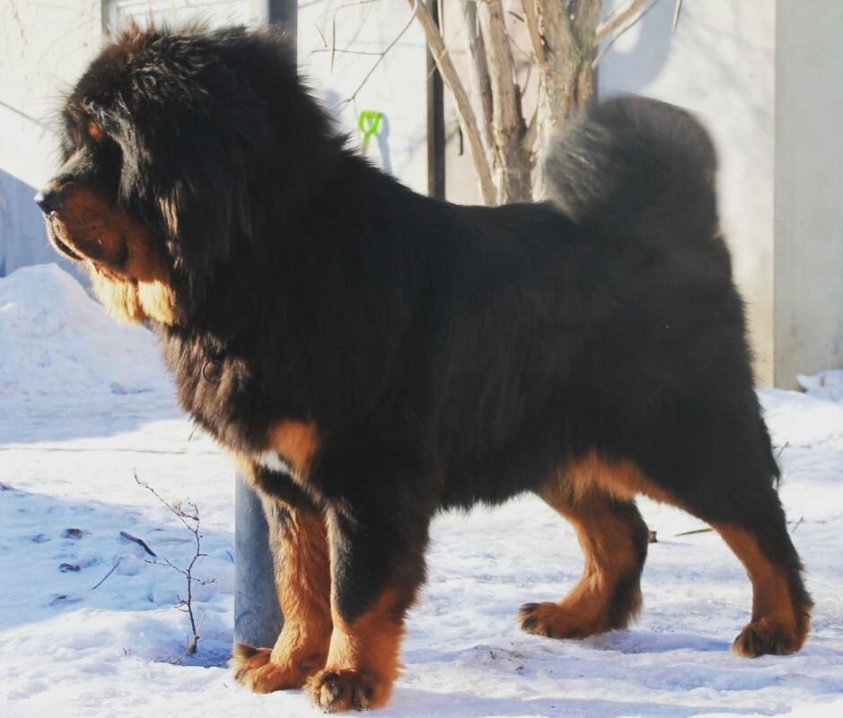    Так собака выглядела год назад. Фото: предоставлено управлением экологии