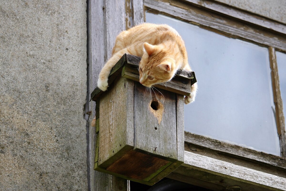 Кот в скворечнике