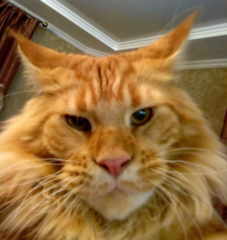 яндекс фото