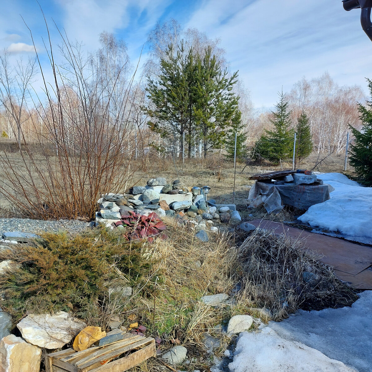 У нас солнечно, ветер холодный, но сугробы продолжают таять. К нашей альпийской горке вполне можно подойти. Бадан и можжевельник казацкий в норме. 