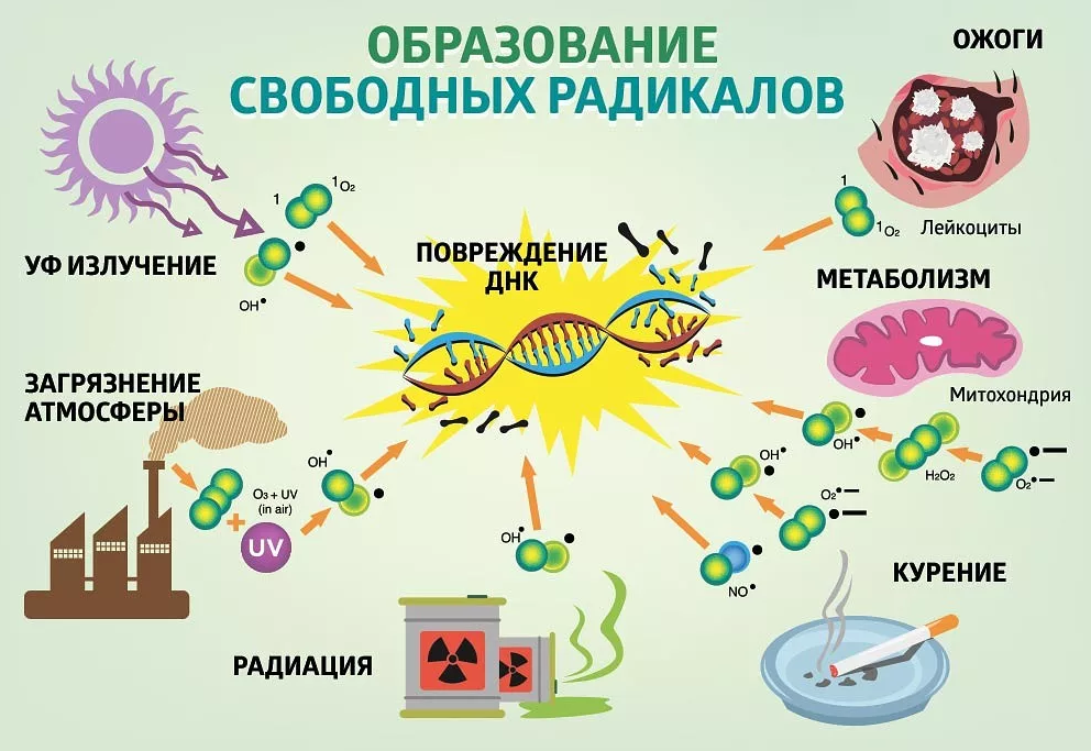 Обмен веществ и иммунитет. Механизм действия антиоксидантов на свободные радикалы. Образование свободных радикалов в организме. Механизм образования свободных радикалов. Происхождение свободных радикалов.