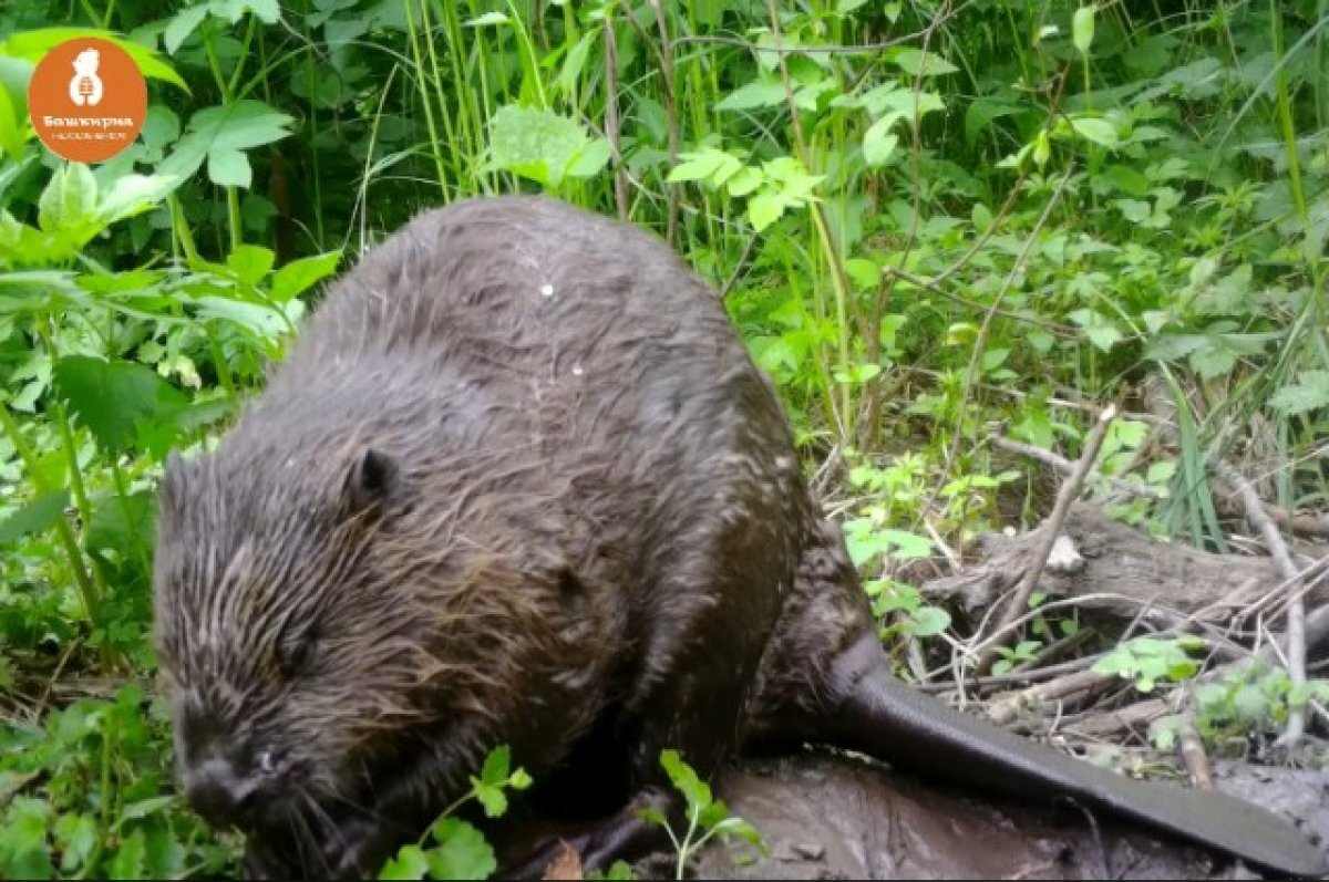    Живущий в нацпарке «Башкирия» бобер Хомыч устроил трапезу перед камерой
