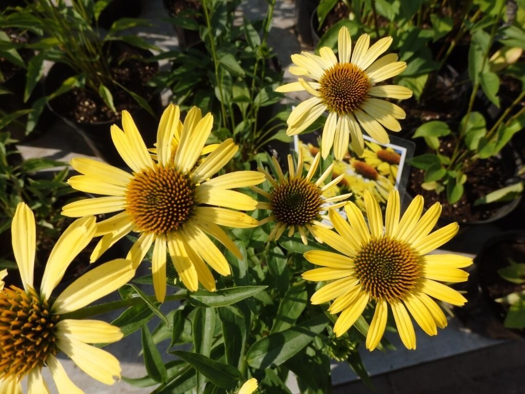  Эхинацея пурпурная Cleopatra