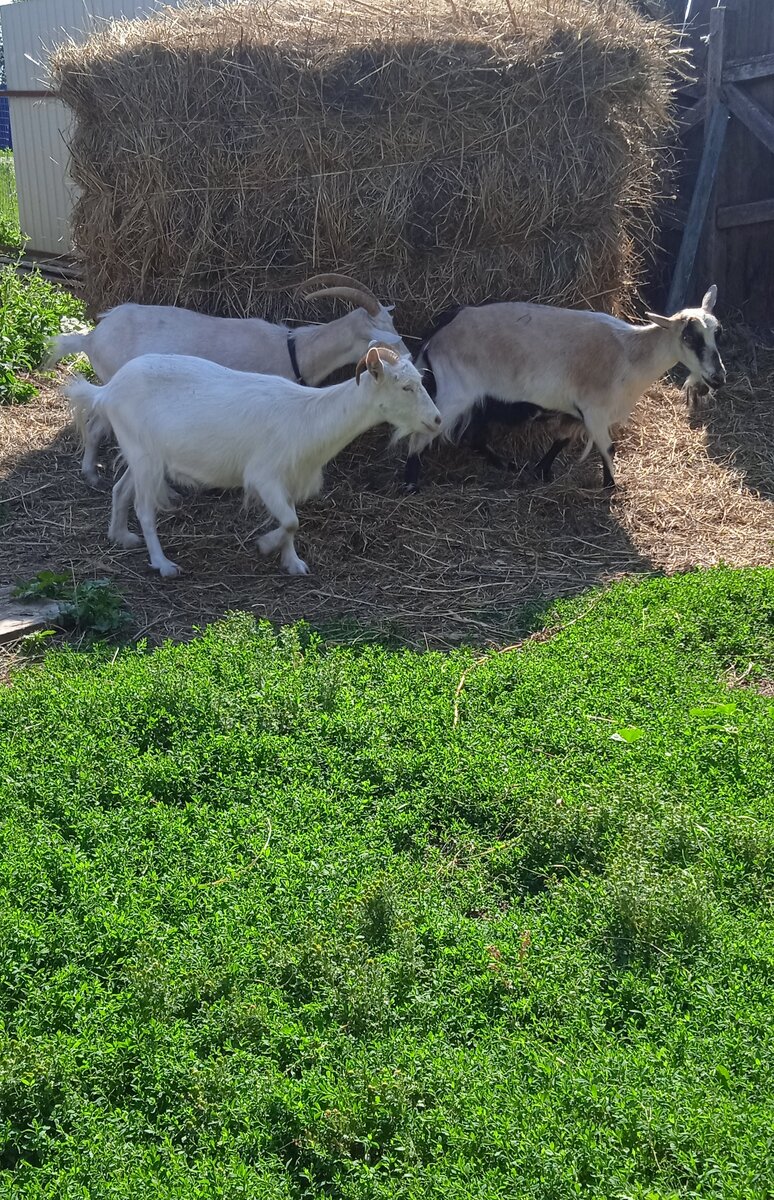 фото автора, таинственный козий обряд около сена