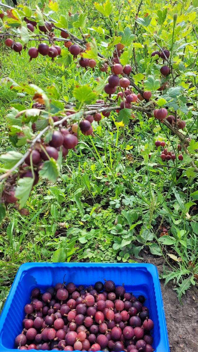 Есть крупный и мелкий