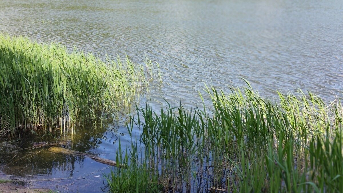     В воде водоема зоны отдыха Гребного канала в Нижнем Новгороде нашли опасную заразу. Этой новостью поделились в пресс-службе мэрии.