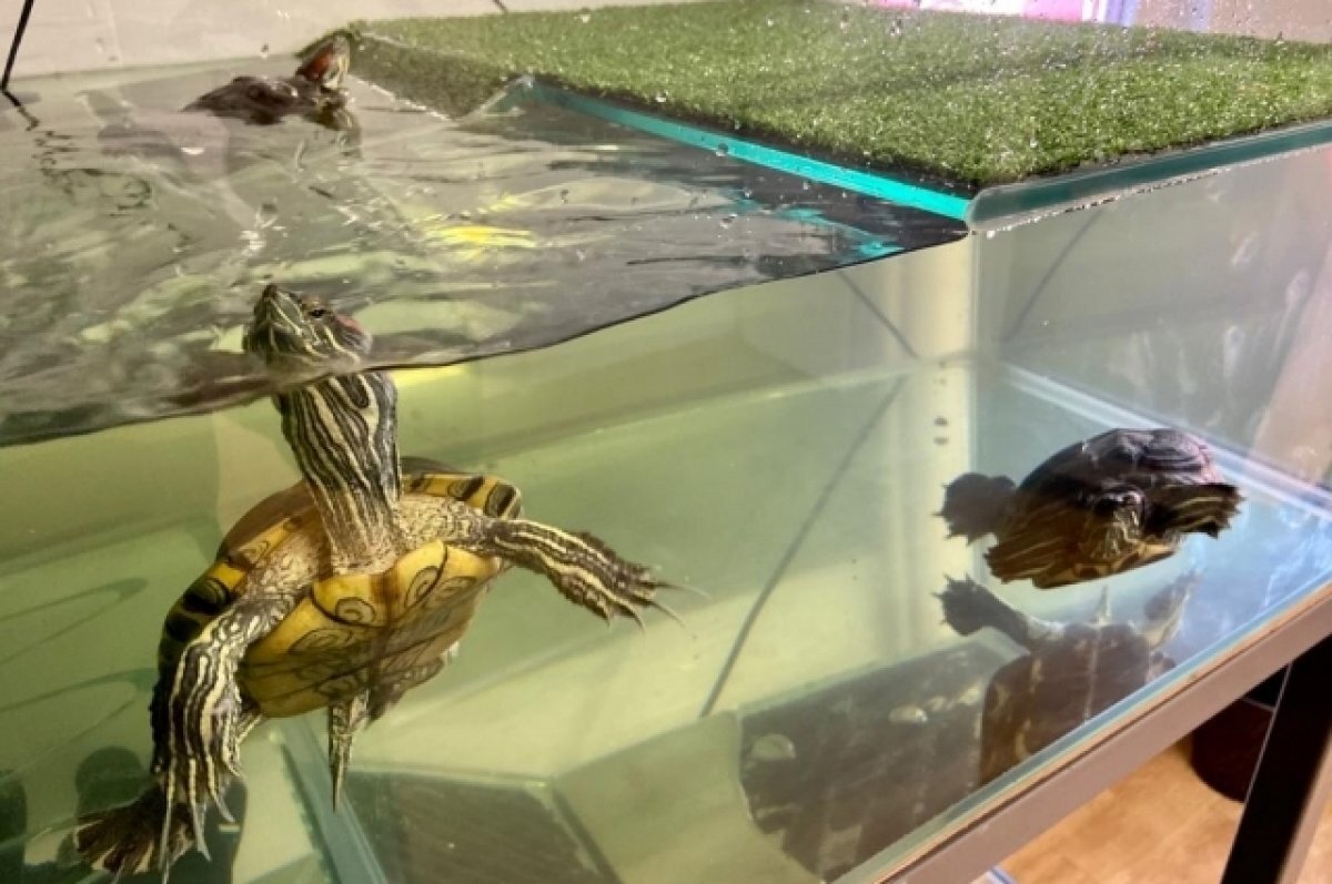    В Омске осуждённые опекают питомцев живого уголка областной больницы №11