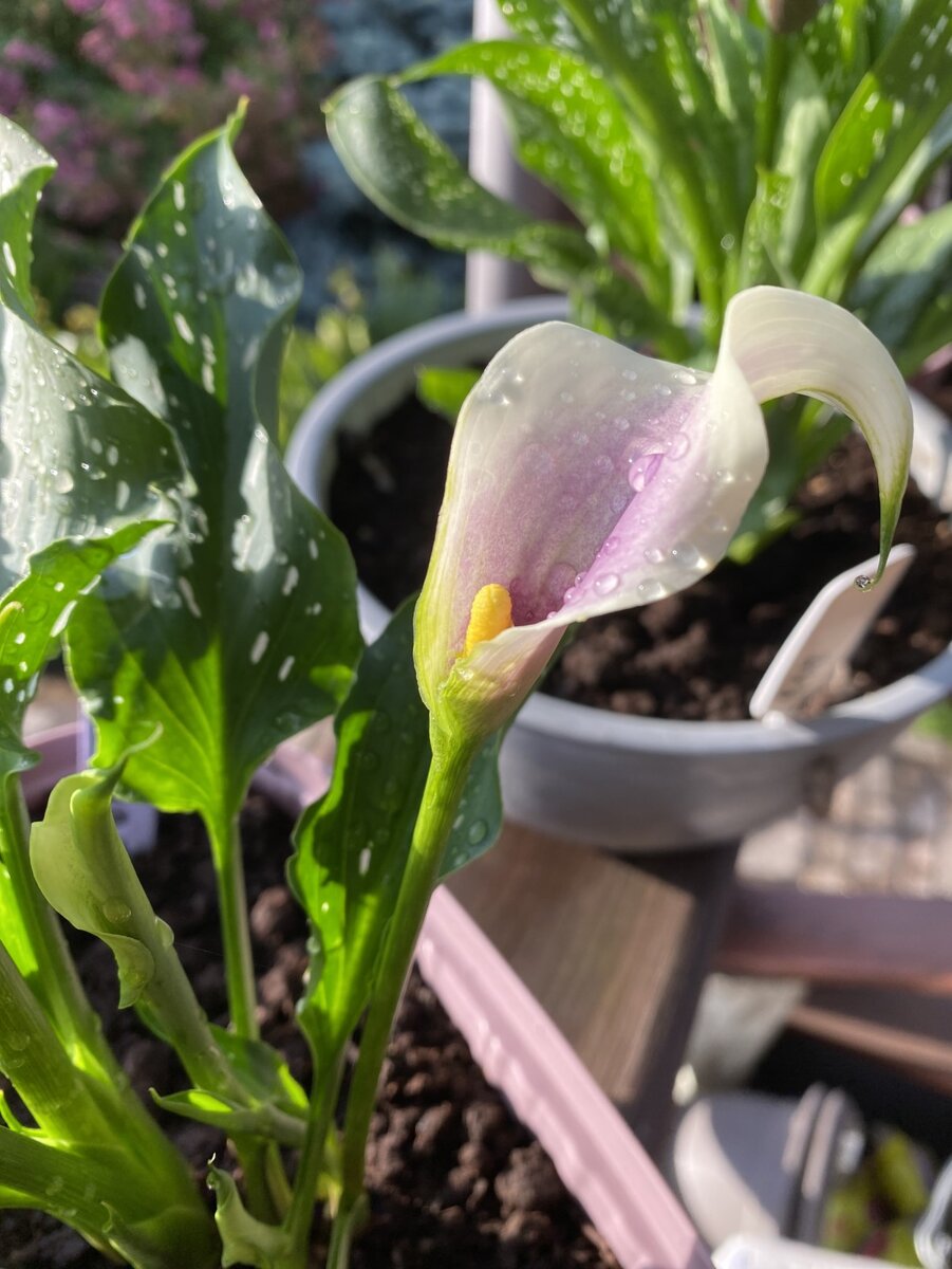 Калла Пикассо