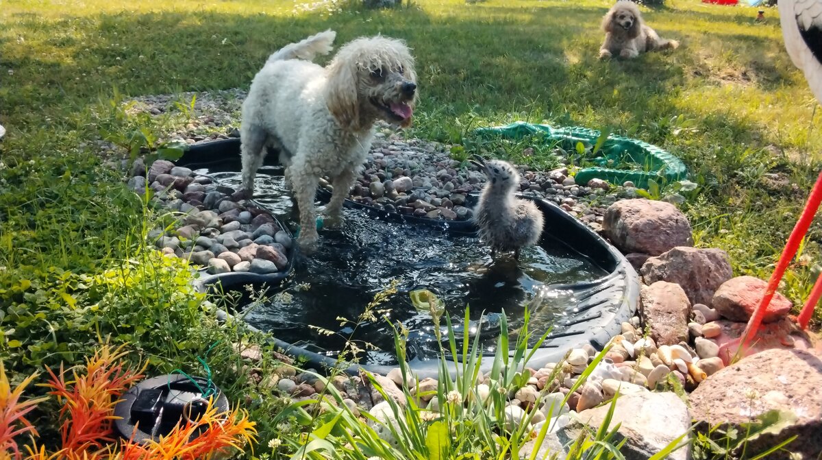    Лаврик и Пинчик