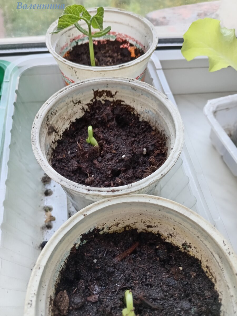 В Ленинградской области всегда через рассаду. Старт 25.05.