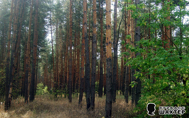 Фото автора. Снимок не имеет прямого отношения к истории, а лишь косвенно иллюстрирует публикацию.