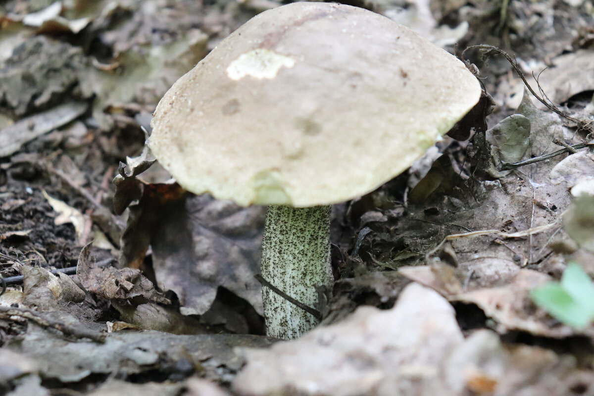 Грабовик (Leccinellum pseudoscabrum), выросший в микоризе с лещиной, Шипов лес, Воронежская область