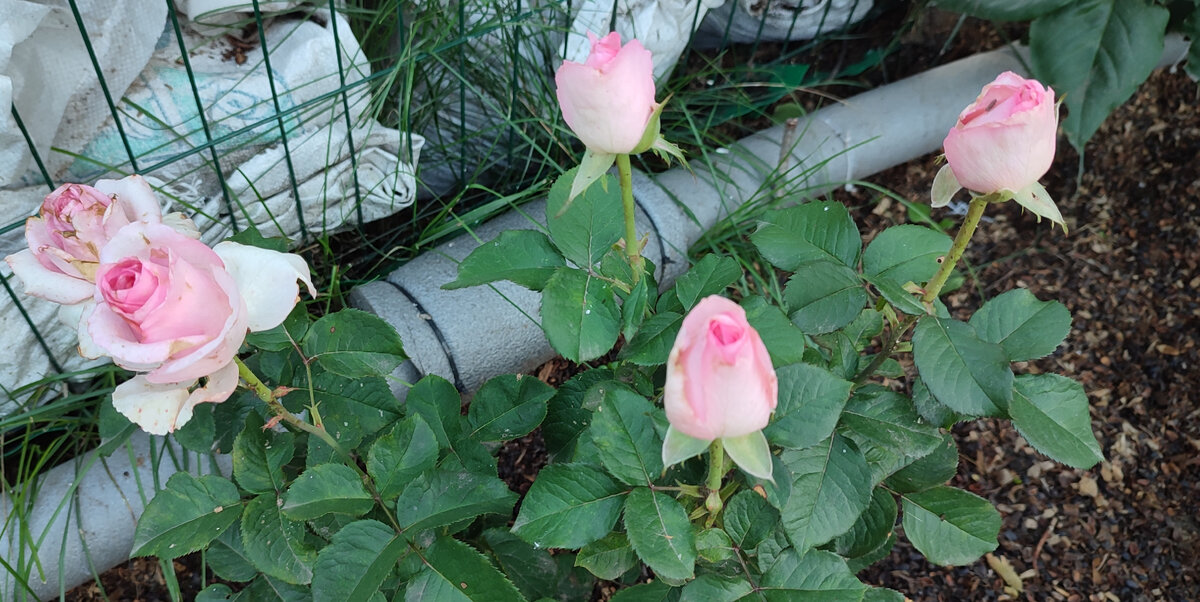 Ещё одна расцветка моих роз