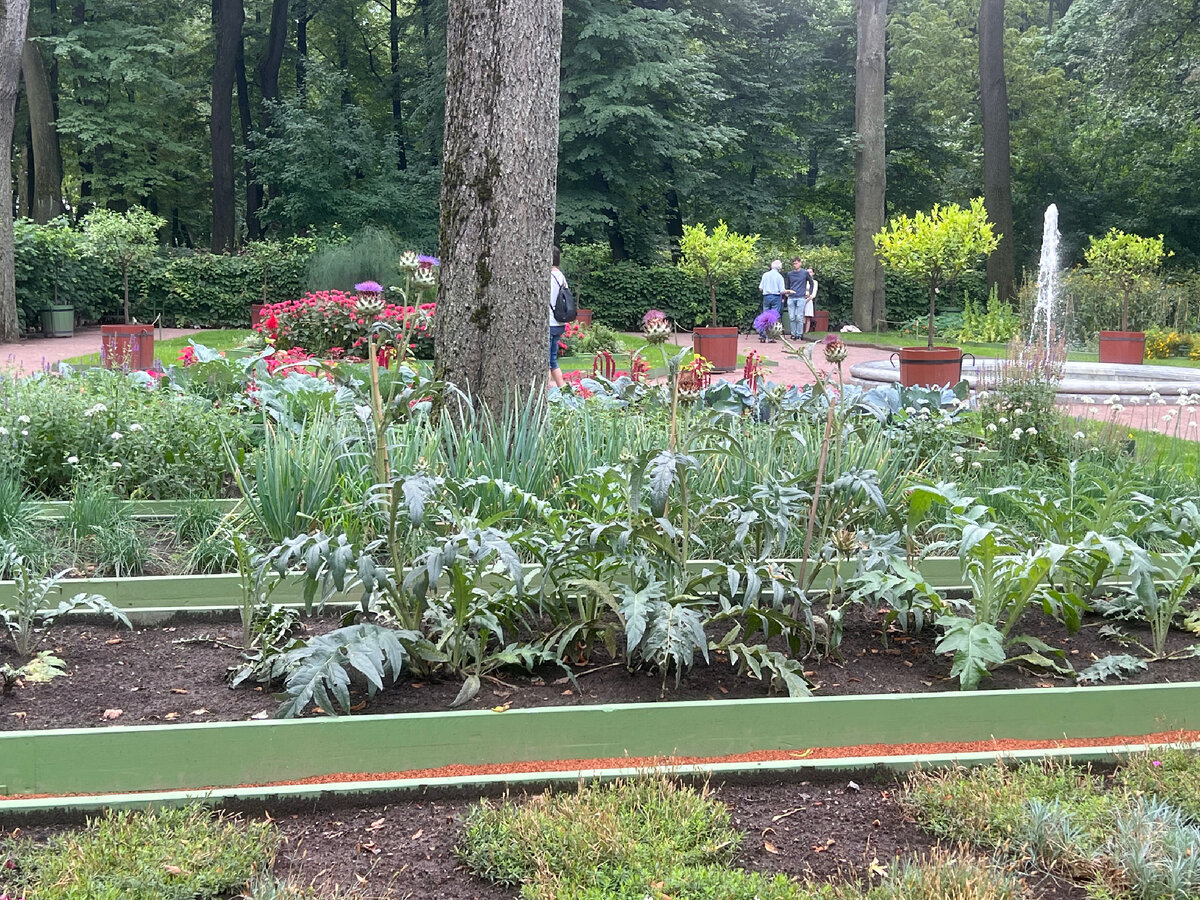 Грядка с артишоком в Летнем саду